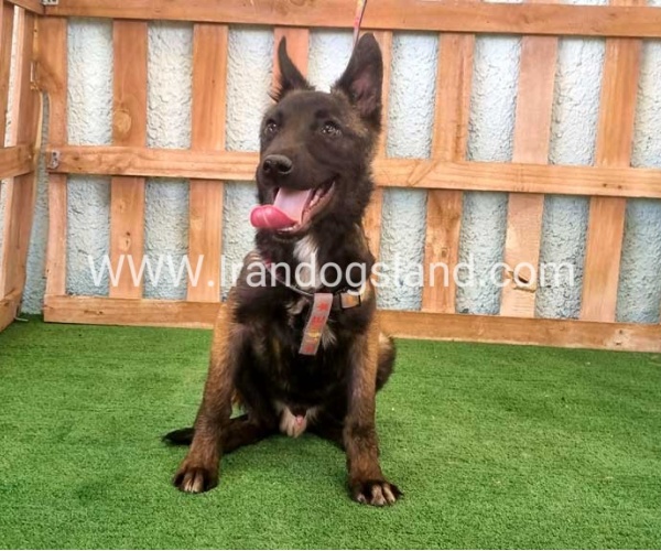 twlh-malynwyz-malinois-177_3_722502276