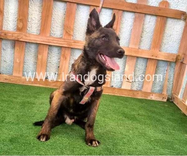 twlh-malynwyz-malinois-177_4_533013006