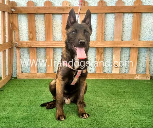 twlh-malynwyz-malinois-177_5_334711552