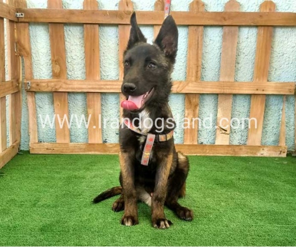 twlh-malynwyz-malinois-177_6_1645792321