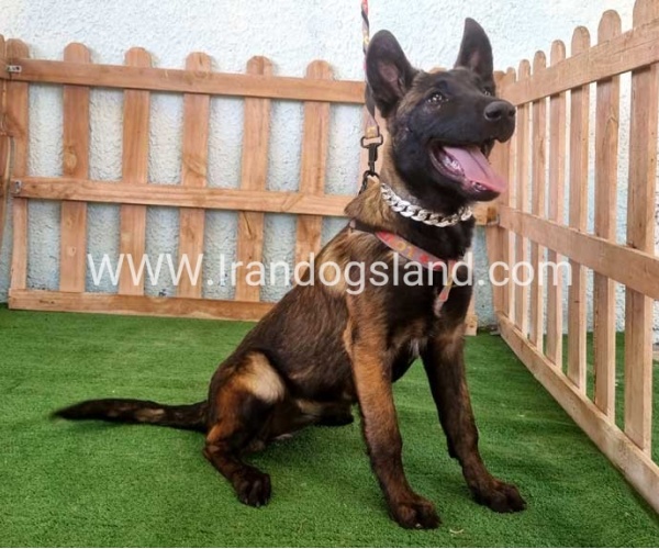 twlh-malynwyz-malinois-178_1
