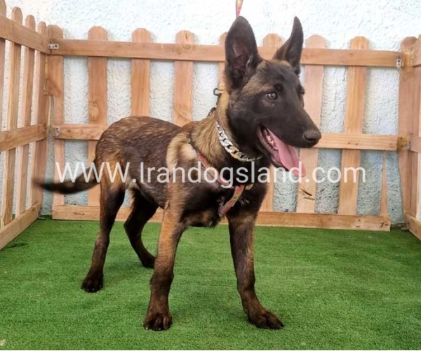 twlh-malynwyz-malinois-178_3