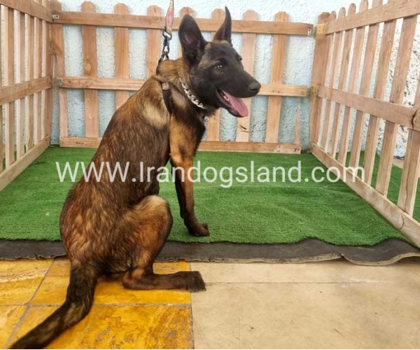 twlh-malynwyz-malinois-178_4