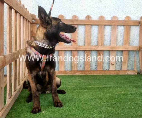 twlh-malynwyz-malinois-178_5