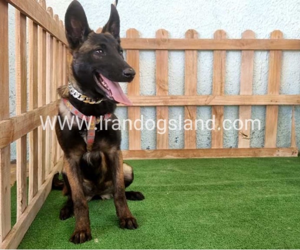 twlh-malynwyz-malinois-178_6