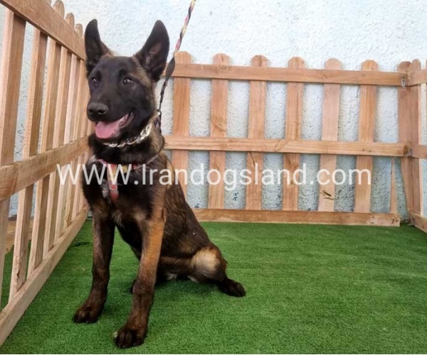 twlh-malynwyz-malinois-178_7