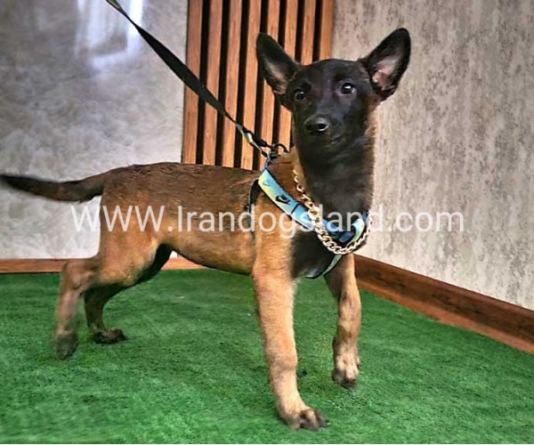 twlh-malynwyz-malinois-183_5