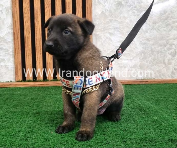 twlh-malynwyz-malinois-186_2