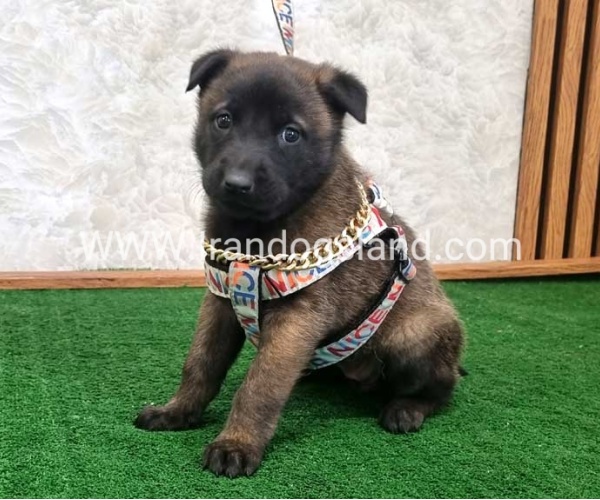 twlh-malynwyz-malinois-186_3