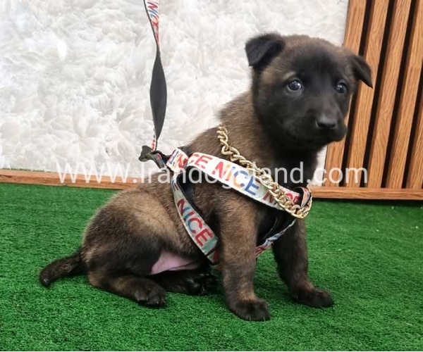 twlh-malynwyz-malinois-186_4