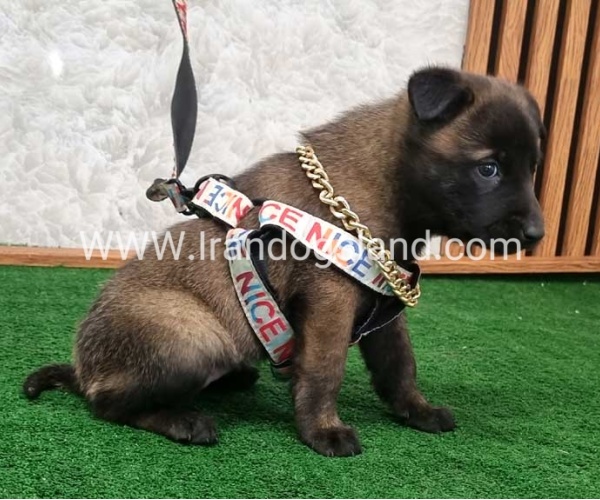 twlh-malynwyz-malinois-186_5