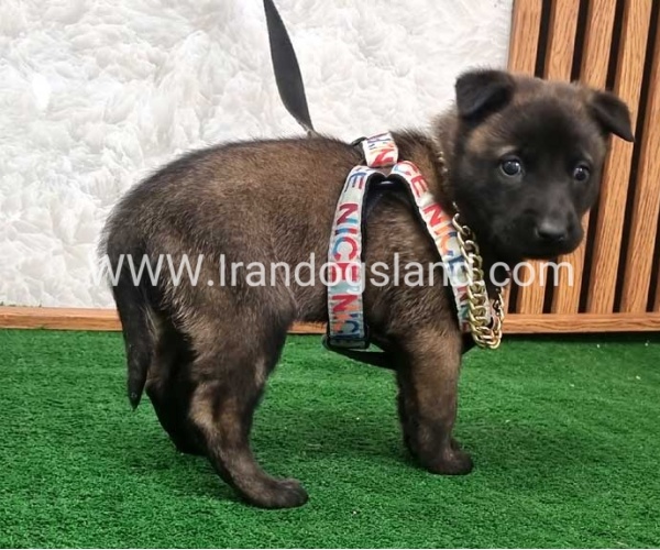 twlh-malynwyz-malinois-186_6