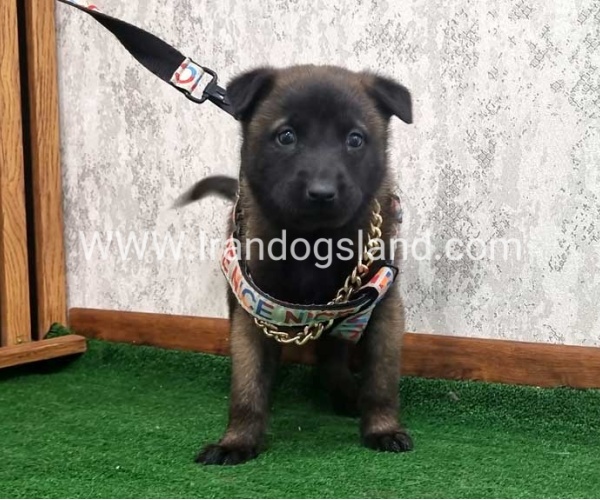 twlh-malynwyz-malinois-186_7