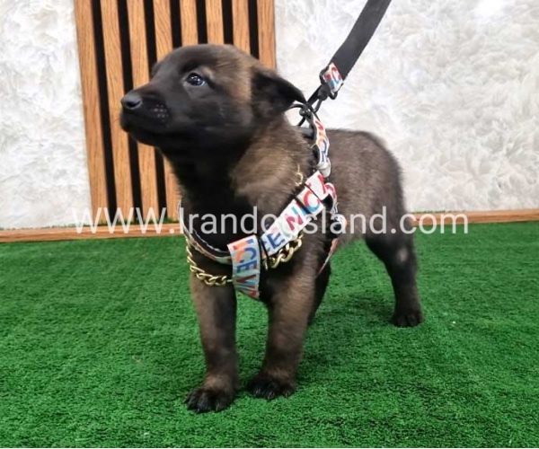 twlh-malynwyz-malinois-186_8