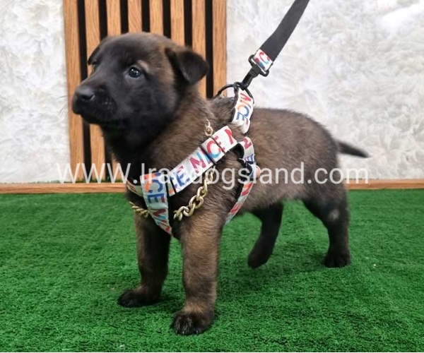 twlh-malynwyz-malinois-186_9