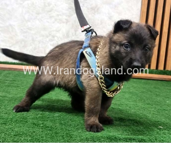 twlh-malynwyz-malinois-190_1
