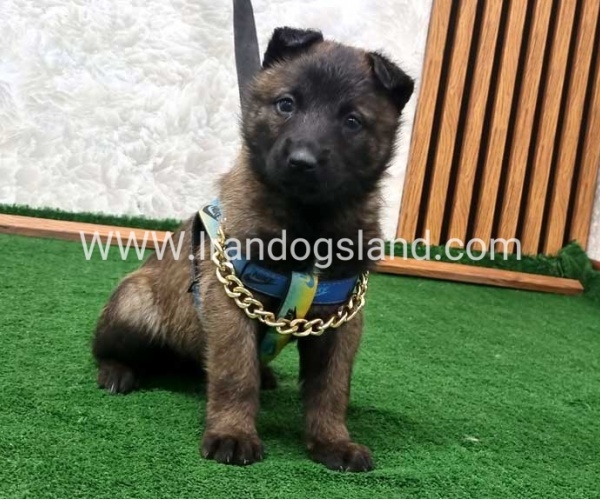 twlh-malynwyz-malinois-190_2