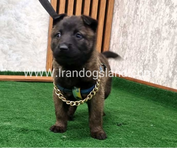 twlh-malynwyz-malinois-190_3