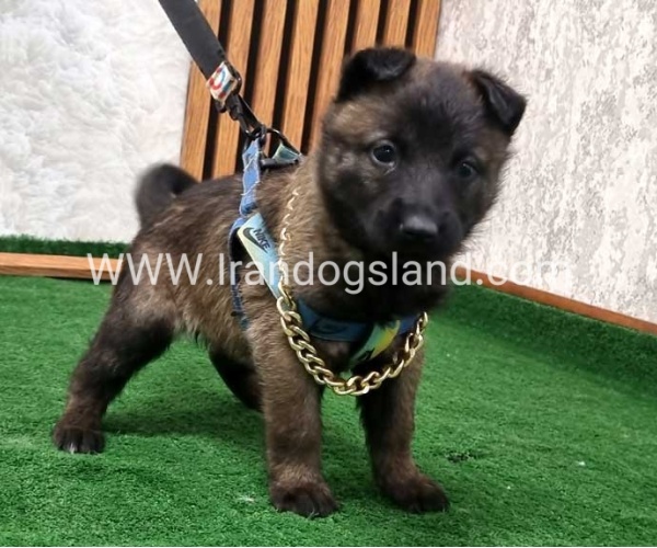 twlh-malynwyz-malinois-190_4