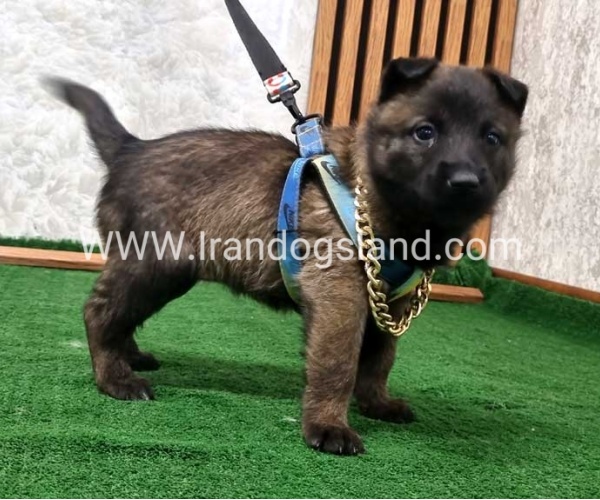 twlh-malynwyz-malinois-190_5