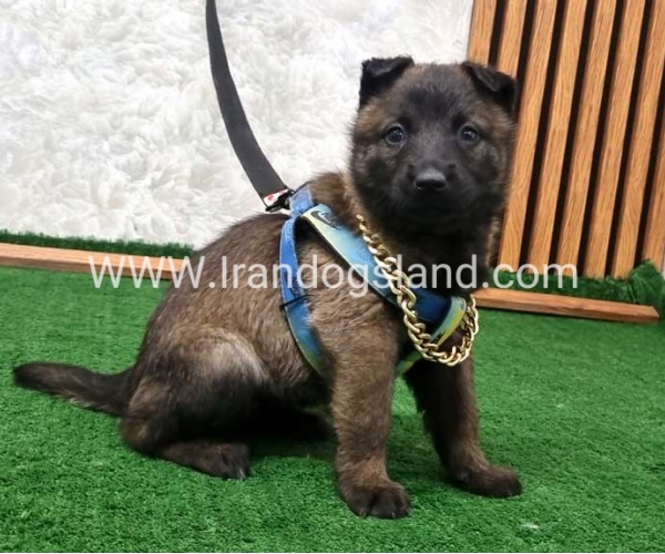 twlh-malynwyz-malinois-190_6