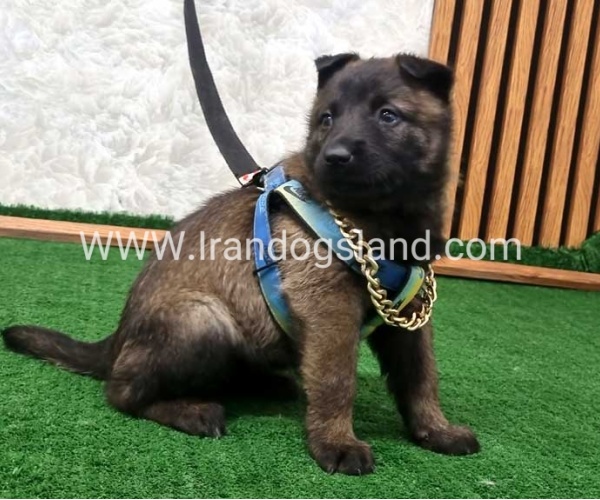 twlh-malynwyz-malinois-190_7