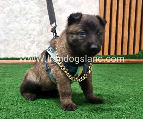 twlh-malynwyz-malinois-190_9