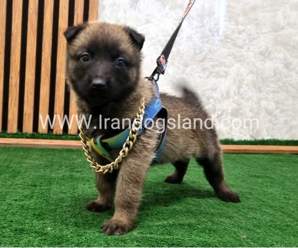 twlh-malynwyz-malinois-191_1