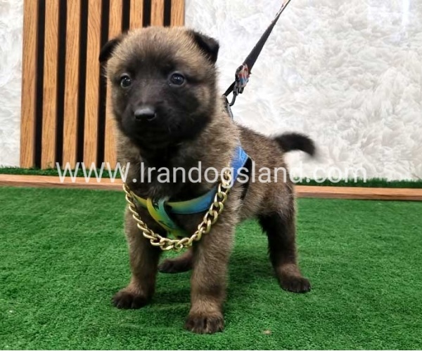 twlh-malynwyz-malinois-191_2