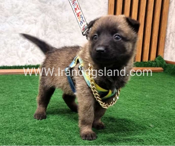 twlh-malynwyz-malinois-191_3
