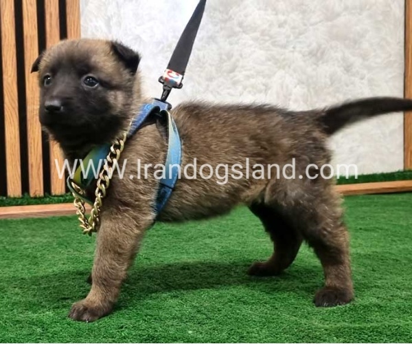 twlh-malynwyz-malinois-191_4