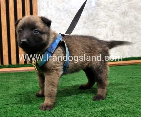 twlh-malynwyz-malinois-191_5