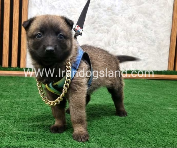 twlh-malynwyz-malinois-191_6