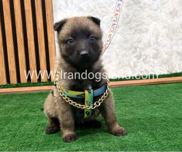 twlh-malynwyz-malinois-191_7