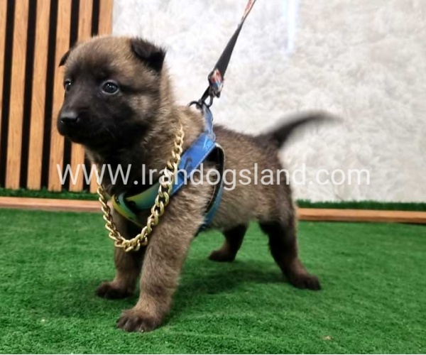 twlh-malynwyz-malinois-191_8