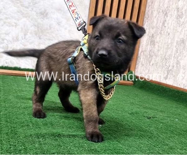 twlh-malynwyz-malinois-192_1