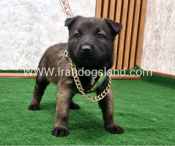twlh-malynwyz-malinois-192_3