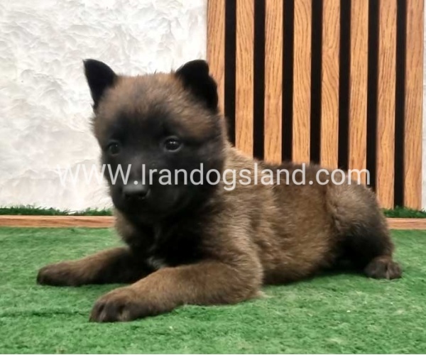 twlh-malynwyz-malinois-199_1