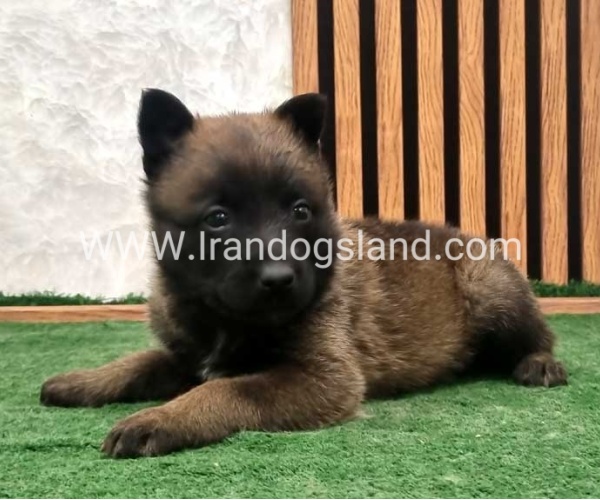 twlh-malynwyz-malinois-199_2