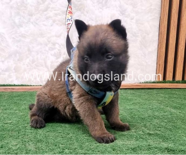 twlh-malynwyz-malinois-199_3