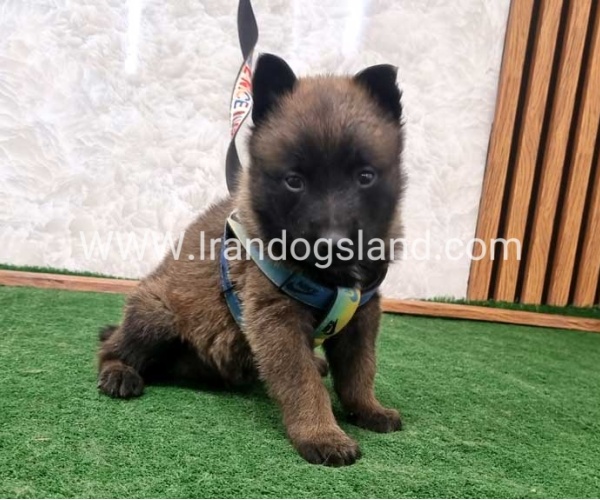 twlh-malynwyz-malinois-199_4