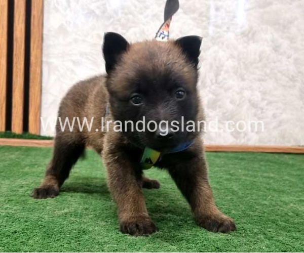 twlh-malynwyz-malinois-199_5