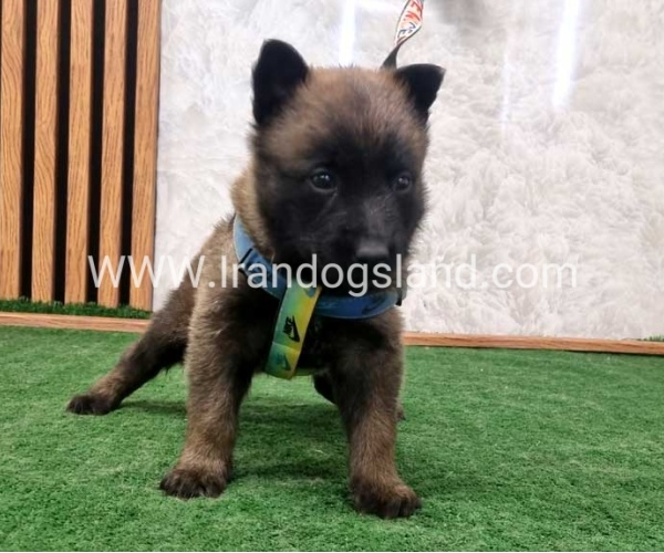 twlh-malynwyz-malinois-199_6