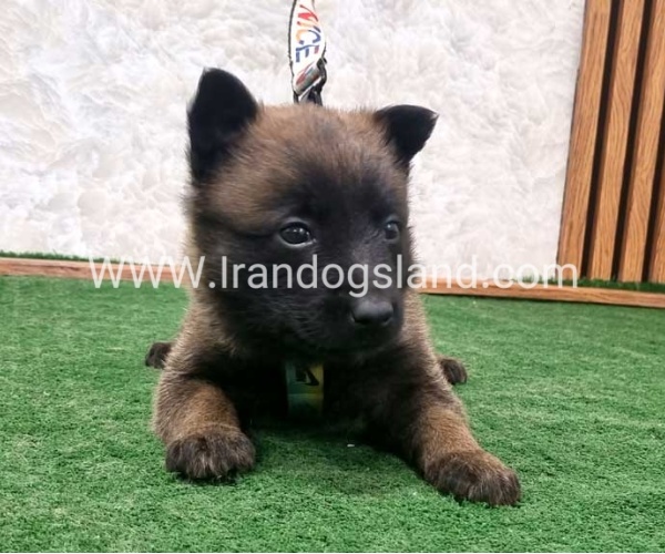 twlh-malynwyz-malinois-199_7