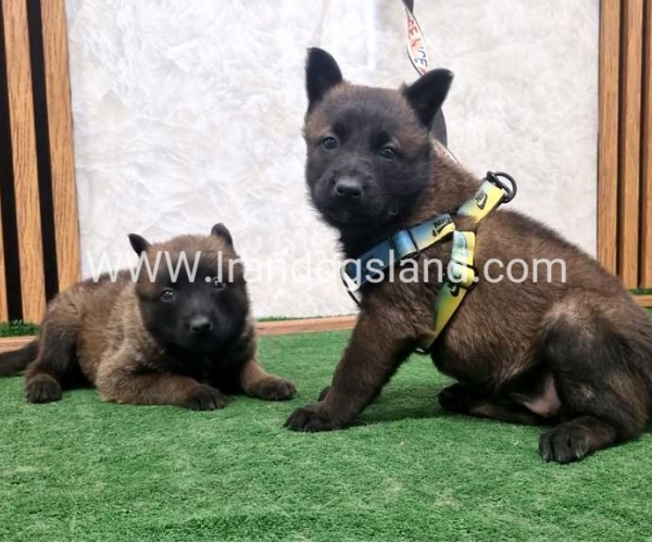 twlh-malynwyz-malinois-199_8_1475703162