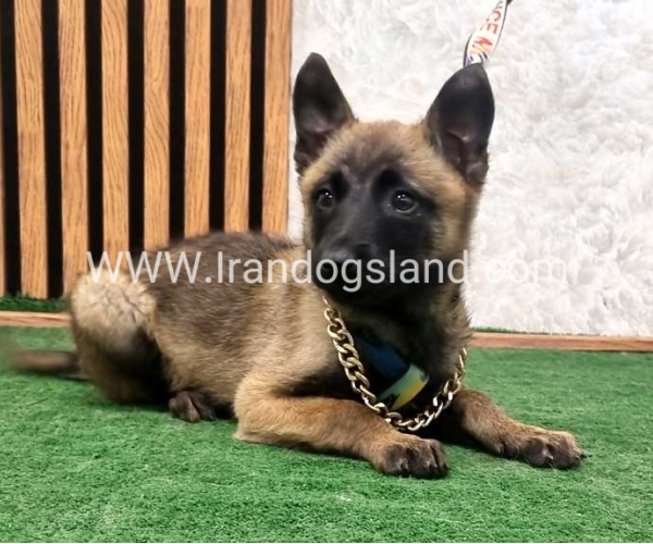مالینویز بلک فیس - M155