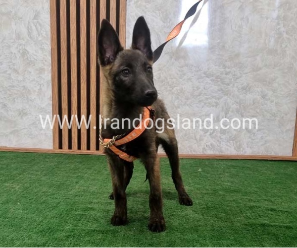 twlh-malynwyz-malinois-204_10