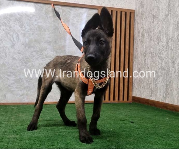 twlh-malynwyz-malinois-205_11