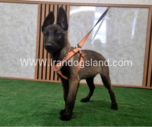 twlh-malynwyz-malinois-205_2