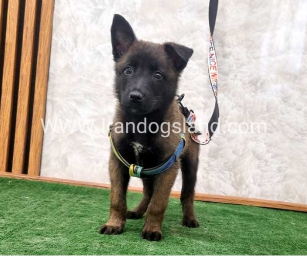twlh-malynwyz-malinois-408_1
